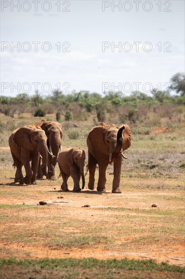 Herd of elephants in the savannah of East Africa, red elephants in the gene of Tsavo West National Park, Kenya, Africa