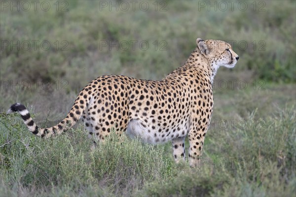 Cheetah