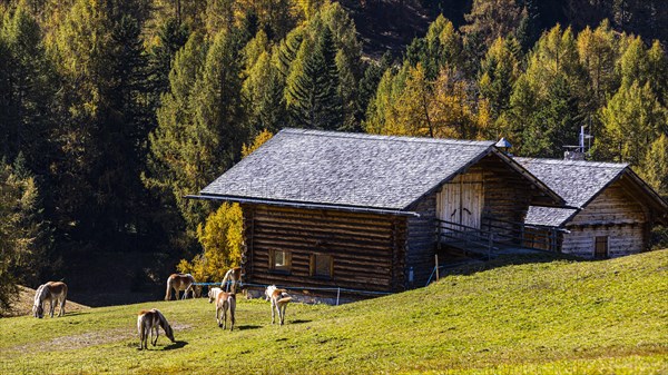 Alpine huts and grazing Haflinger horses