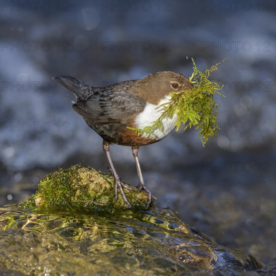 White-throated Dipper