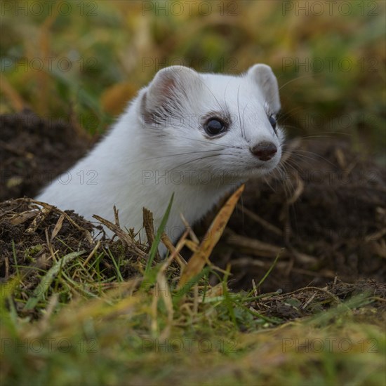 Stoat