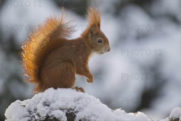 Eurasian red squirrel