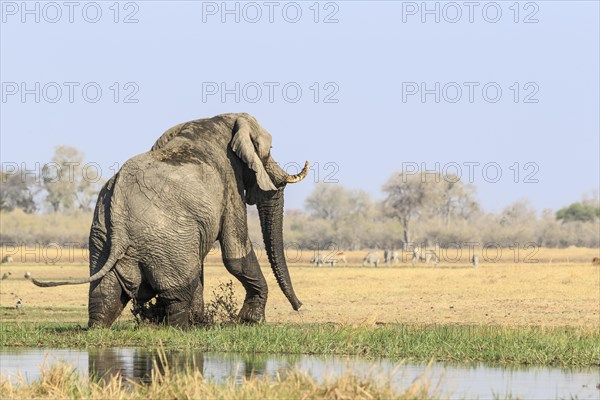 Elephant bull