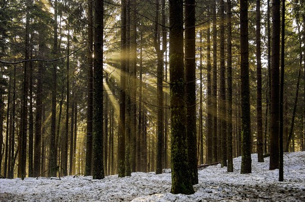 Sunrise between old spruces, Bavarian Forest National Park, Bavaria, Germany, Europe