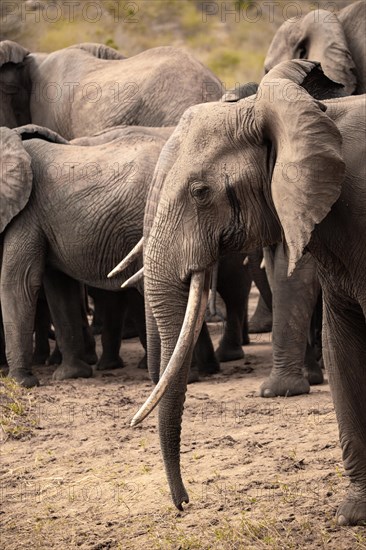 Herd of elephants, red elephants Elephants. In focus a bull in Tsavo National Park, Kenya, East Africa, Africa