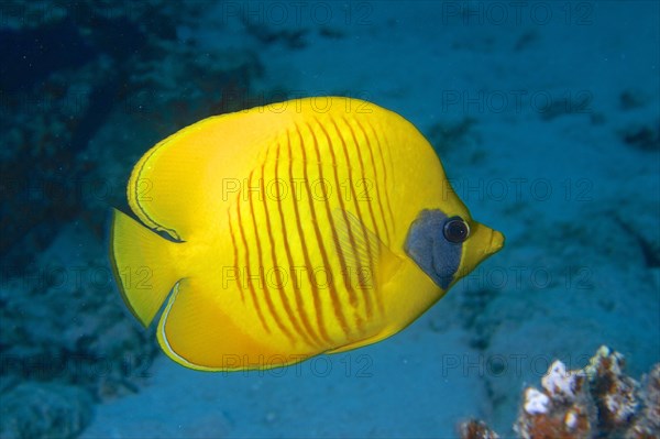 Bluecheek butterflyfish