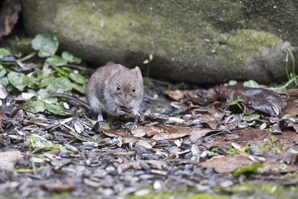 Bank vole