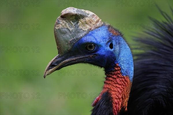 Northern cassowary