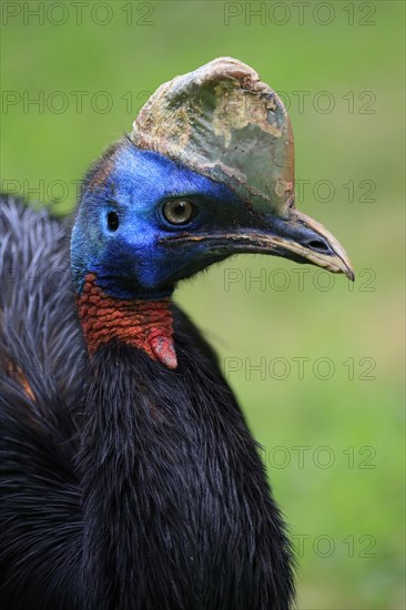 Northern cassowary