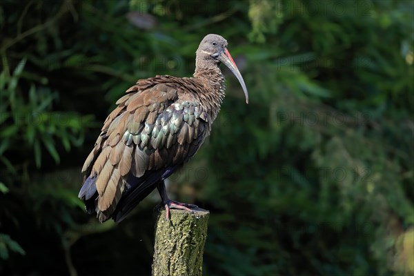 Hadada ibis