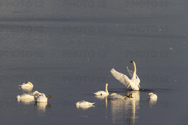 Mute Swan