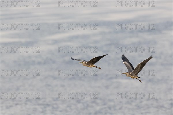 Grey heron