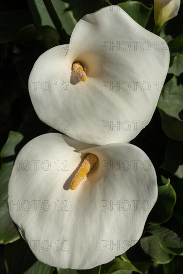 White arum in flower in the garden. Alsace, France, Europe