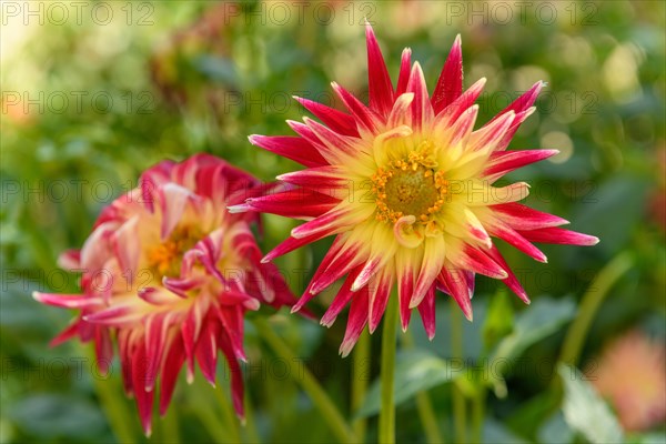 Dahlia flowers growing in a French garden park. Selestat, Alsace, France, Europe