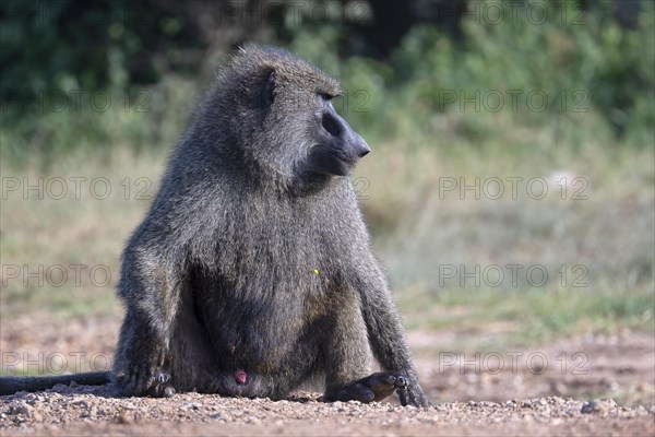 Olive baboon