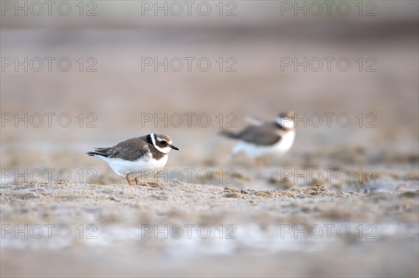 Ringed Plover