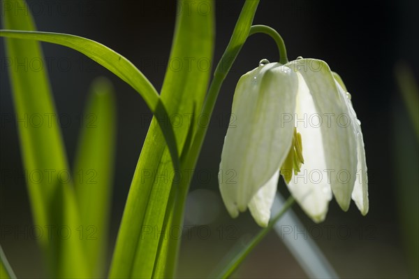 Snakes head fritillary white