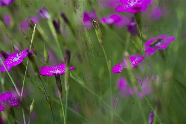 Maiden pinks