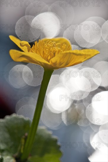 Marsh marigold