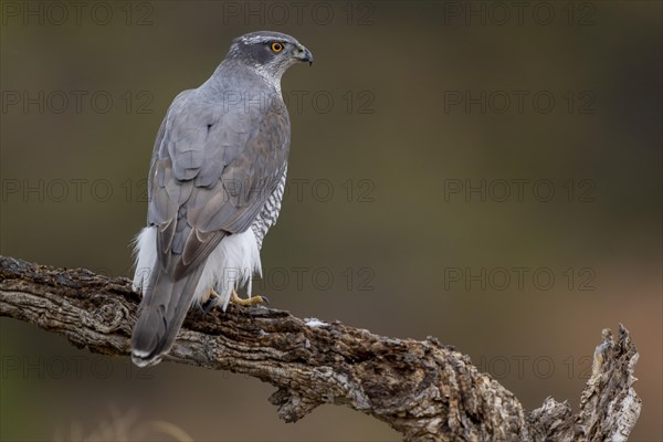 Northern goshawk