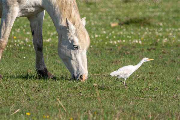 Camargue horse portrait in a pasture in the Camargue National Park. Provence-Alpes-Cote dAzur, France, Europe