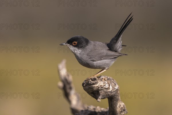 Sardinian warbler