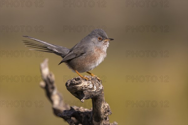 Dartford warbler