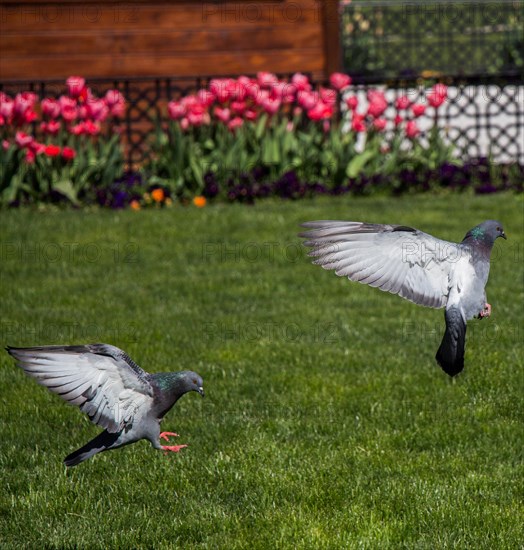 Pigeons on a green lawn in a city park