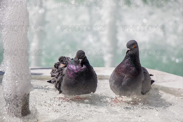 City pigeons by the side of water at a fountain