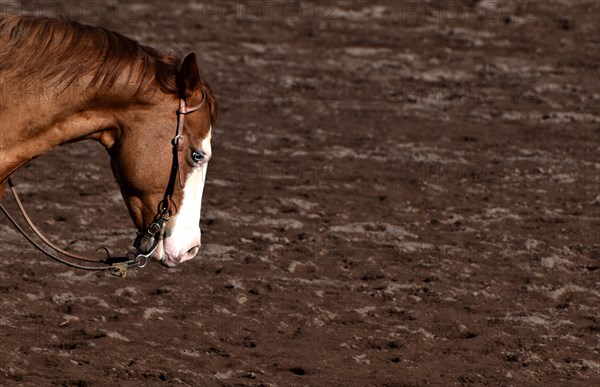 Close-up of the head and neck with headstall and reins of a western horse of the breed American Quarter Horse during training in the riding arena in late winter, chestnut coloured horse with large mark on the head and one blue eye, Rhineland-Palatinate, Germany, Europe