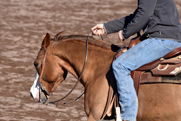 Close-up of the head and neck with headstall and reins of a western horse of the breed American Quarter Horse during training in the riding arena in late winter, chestnut coloured horse with large mark on the head and one blue eye, Rhineland-Palatinate, Germany, Europe