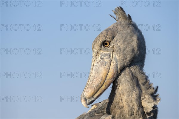 Shoebill