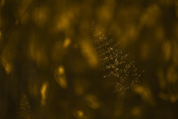 Close-up of grass blades in the design of Christmas tree. Backlit with golden light from the African sunset. Hwange National Park, Zimbabwe, Africa