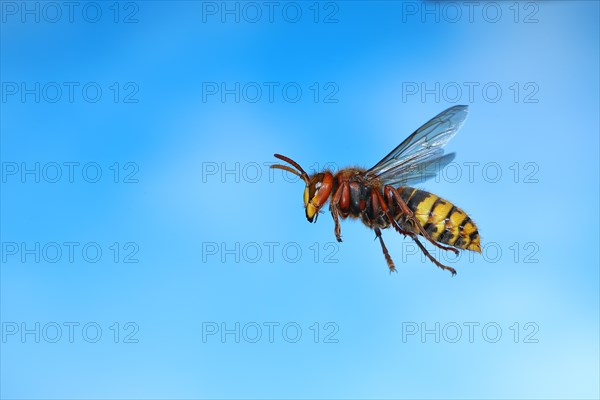 European hornet