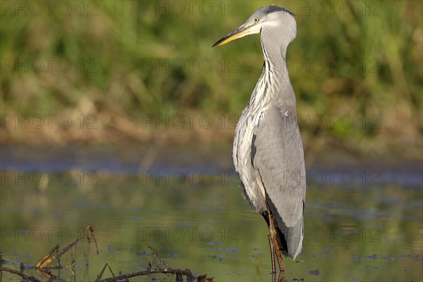 Grey heron