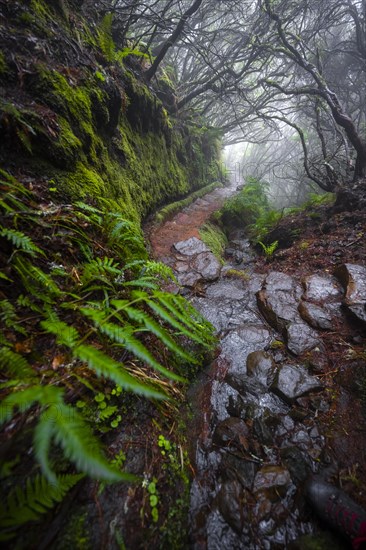 Mystic forest with mist, Vereda Francisco Achadinha hiking trail, Rabacal, Madeira, Portugal, Europe