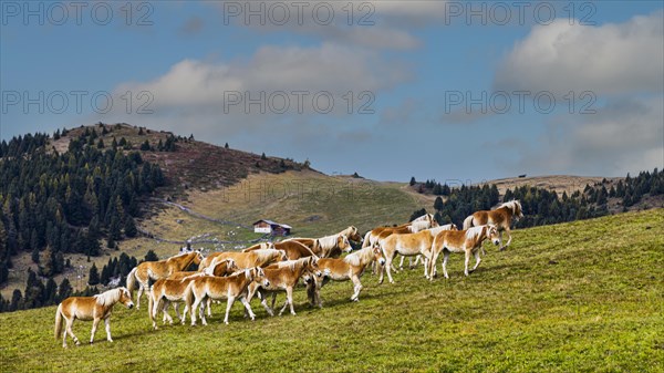 Haflinger horses