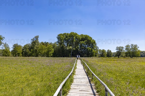 Schopflocher Torfmoor, the only larger raised bog in the Swabian Alb, threshold path through the nature reserve, Lenningen, Baden-Wuerttemberg, Germany, Europe