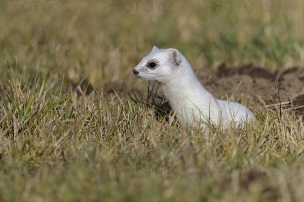 Stoat