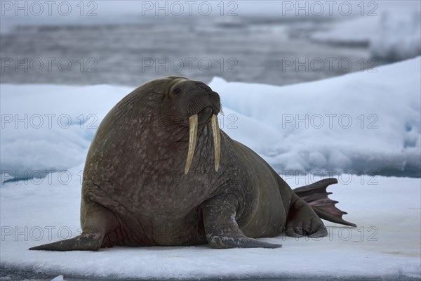 Walrus