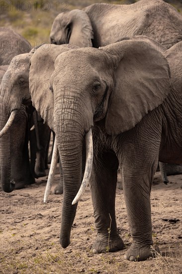 Herd of elephants, red elephants Elephants. In focus a bull in Tsavo National Park, Kenya, East Africa, Africa