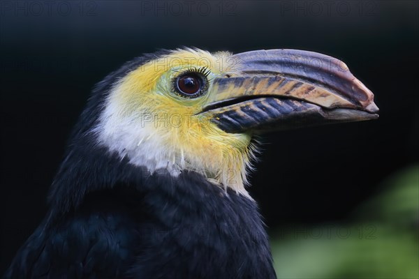 Yellow-masked Hornbill