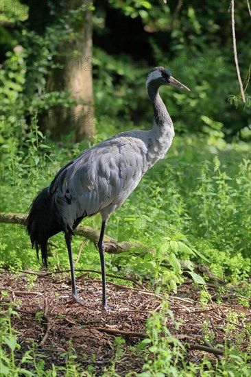 Crane, common crane