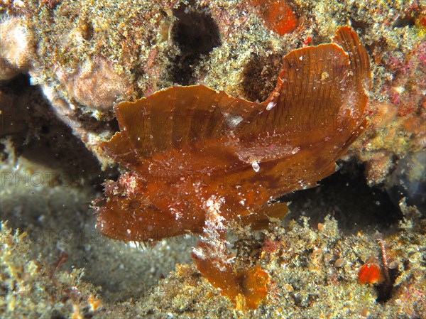 Brown leaf scorpionfish