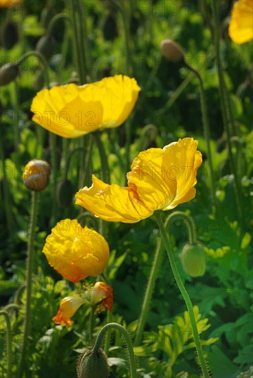 (Papaver) flower