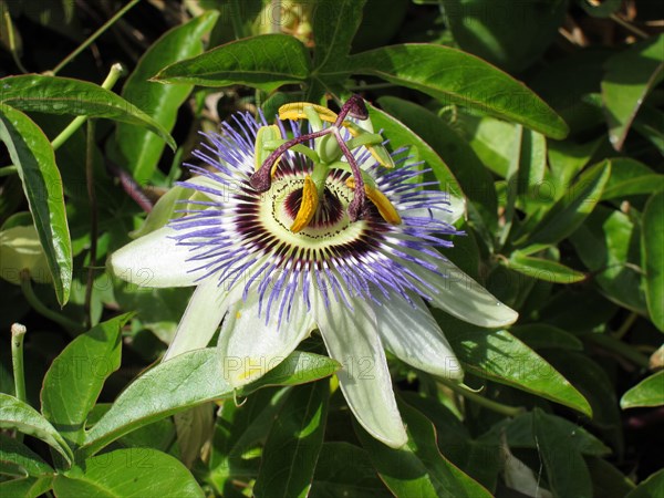 Passion flower