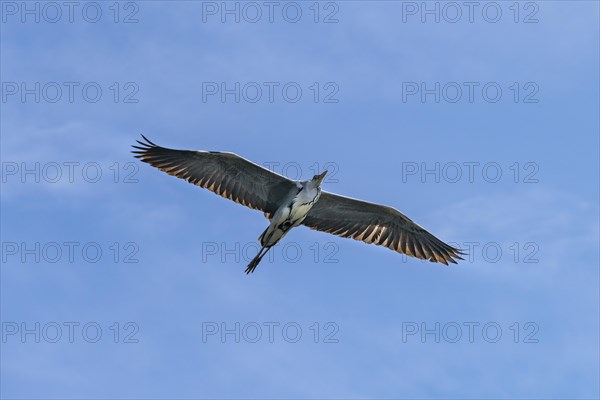 Grey heron