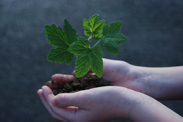 A sprout on a hand