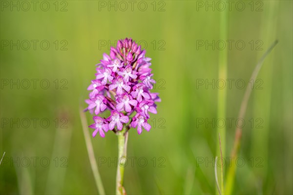 Pyramidal orchid in a meadow in spring. Alsace, France, Europe