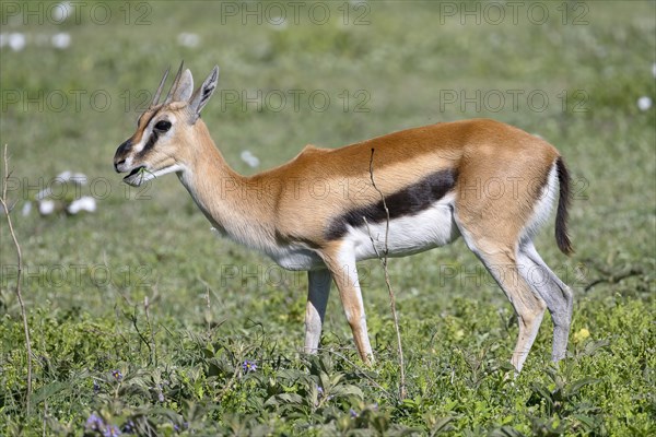 Serengeti thomsons gazelle